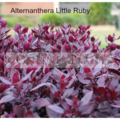 Alternanthera Little Ruby