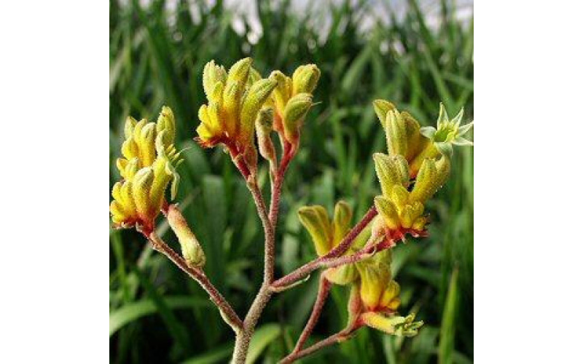 Kangaroo Paw Plant Care - Things You Must Know