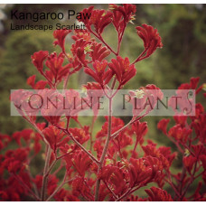 Anigozanthos Landscape Scarlet Kangaroo Paw 