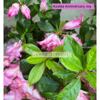 Azalea Anniversary Joy 