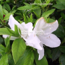 Azalea Magnifica White 