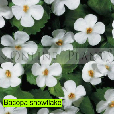 Bacopa Snowflake