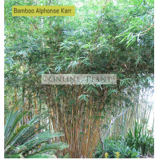 Bamboo multiplex Alphonse Karr