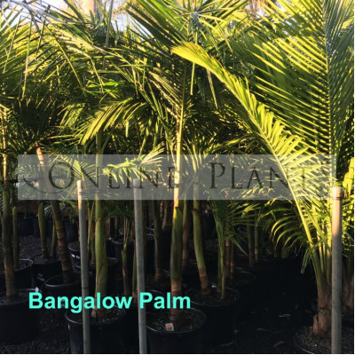 Archontophoenix cunninghamiana Bangalow Palm