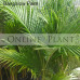 Archontophoenix cunninghamiana Bangalow Palm