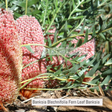 Banksia Blechnifolia Fern Leaf Banksia 