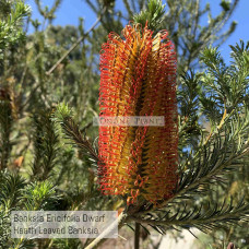 Banksia Ericifolia Dwarf, Heath Leaved Banksia