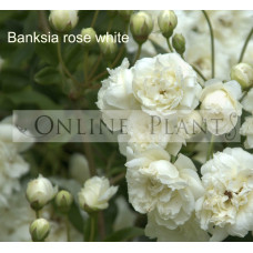 Banksia rose white alba
