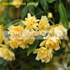 Banksia rose yellow lutea