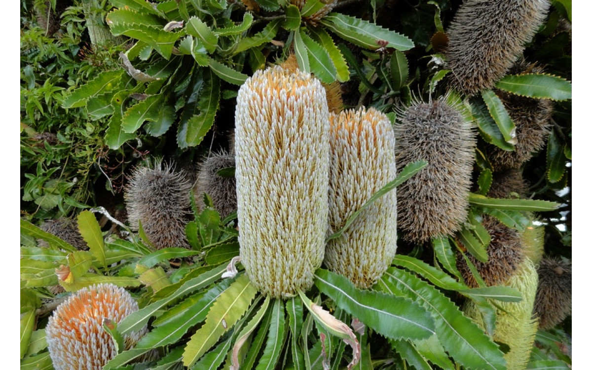 Beauty and Diversity of Banksia Varieties: From Blooming Flowers to Majestic Trees