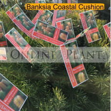 Banksia, Coastal cushion