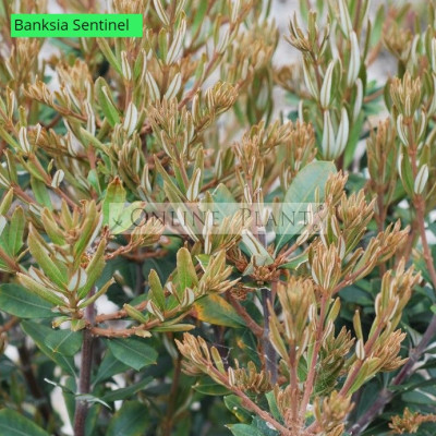 Banksia integrifolia Sentinel™