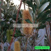 Banksia integrifolia Sentinel™