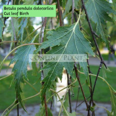Betula Pendula Dalecarlica, Cut Leaf Birch