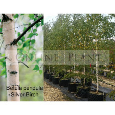 Betula Pendula Alba, Silver Birch