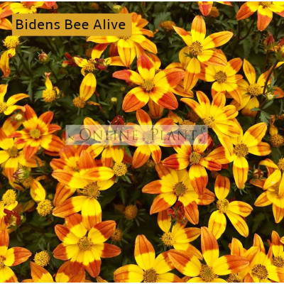 Bidens Bee Alive 