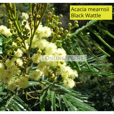 Acacia mearnsii Black Wattle 