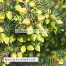 Boronia Lutea, Yellow Boronia 