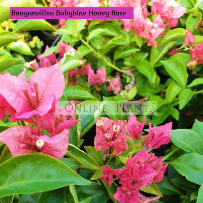 Bougainvillea Babybino™ Honey Rose