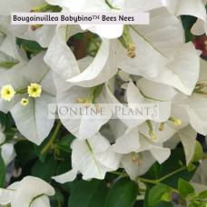 Bougainvillea Babybino™ Beesnees