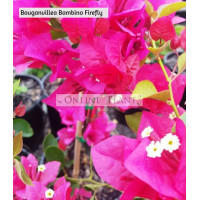 Bougainvillea Bambino™ Firefly