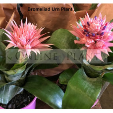 Bromeliad Urn Plant
