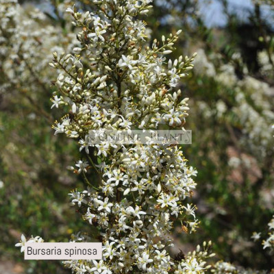 Bursaria Spinosa, Australian blackthorn