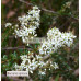 Bursaria Spinosa, Australian blackthorn