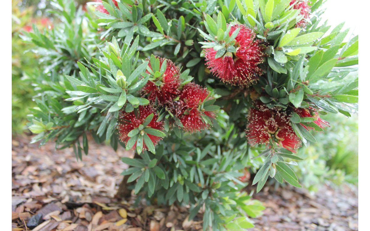 How To Grow And Maintain The Bottle Brush Plant? 