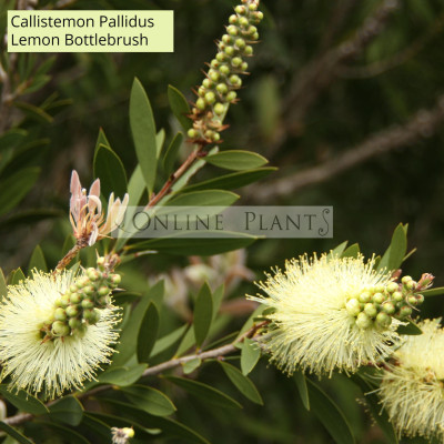 Callistemon Pallidus, Lemon Bottlebrush