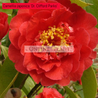 Camellia Japonica, Dr. Clifford Parkes