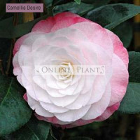Camellia Japonica, Desire