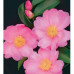 Camellia Sasanqua, Plantation Pink