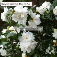 Camellia Sasanqua, Mine No Yuki