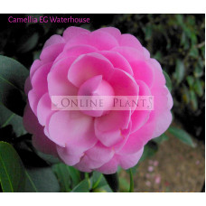 Camellia Japonica, E.G Waterhouse