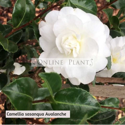 Camellia Sasanqua Slimline Avalanche