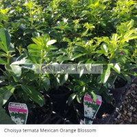 Choisya ternata Mexican Orange Blossom