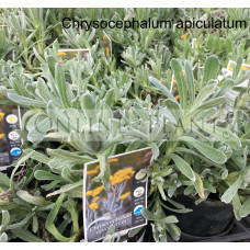 Chrysocephalum Apiculatum Yellow Buttons