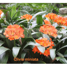 Clivia Orange