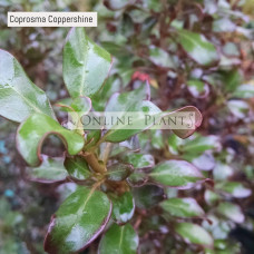 Coprosma Coppershine