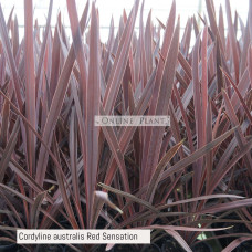 Cordyline australis Red Sensation