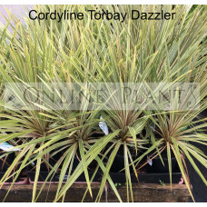 Cordyline Australis Torbay Dazzler