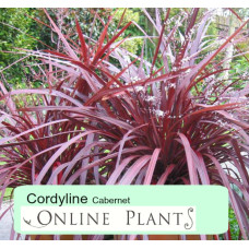 Cordyline australis Cabernet