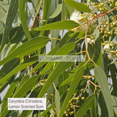 Eucalyptus Citriodora, Lemon Scented Gum