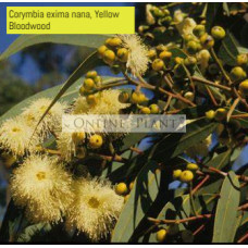 Corymbia Exima Nana, Dwarf Yellow Bloodwood