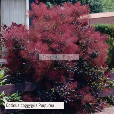 Cotinus coggygria Purpurea