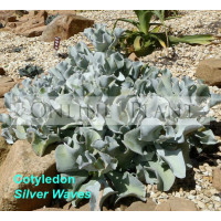 Cotyledon silver waves