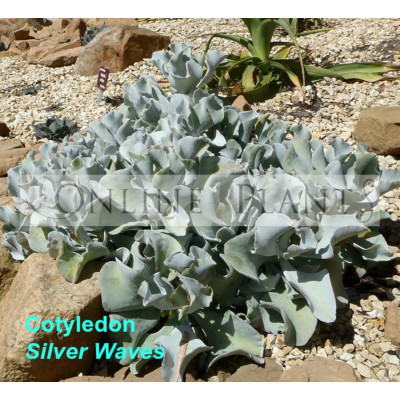 Cotyledon Silver Waves