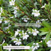 Cuphea hyssopifolia white