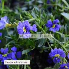 Dampiera Diversifolia